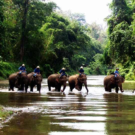 trek elephant camp de chiang dao