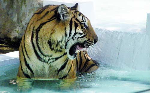 tigre se baignant au tiger kingdom chiang mai