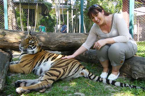 Toucher et caresser un tigre a Chiang Mai