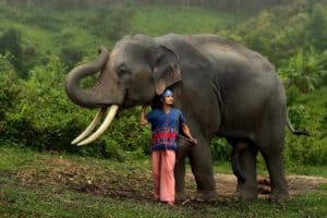 Elephant avec membre tribu karen