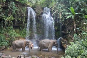 Éléphants dans une cascade