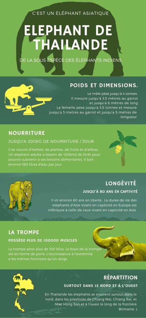 Infographie elephants Thailande