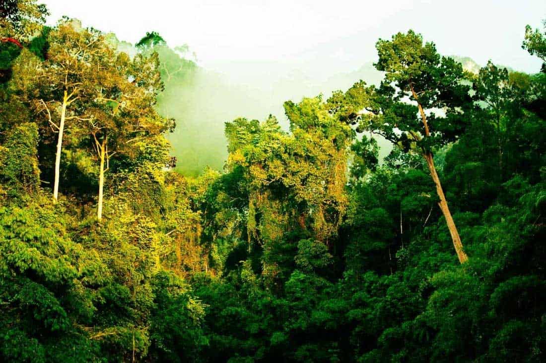 Jungle magnifique, trek durant la saison des pluies