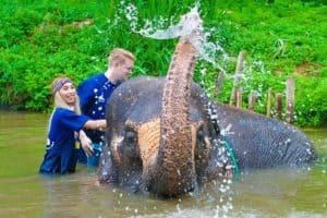 se baigner avec un éléphant a Chiang Mai