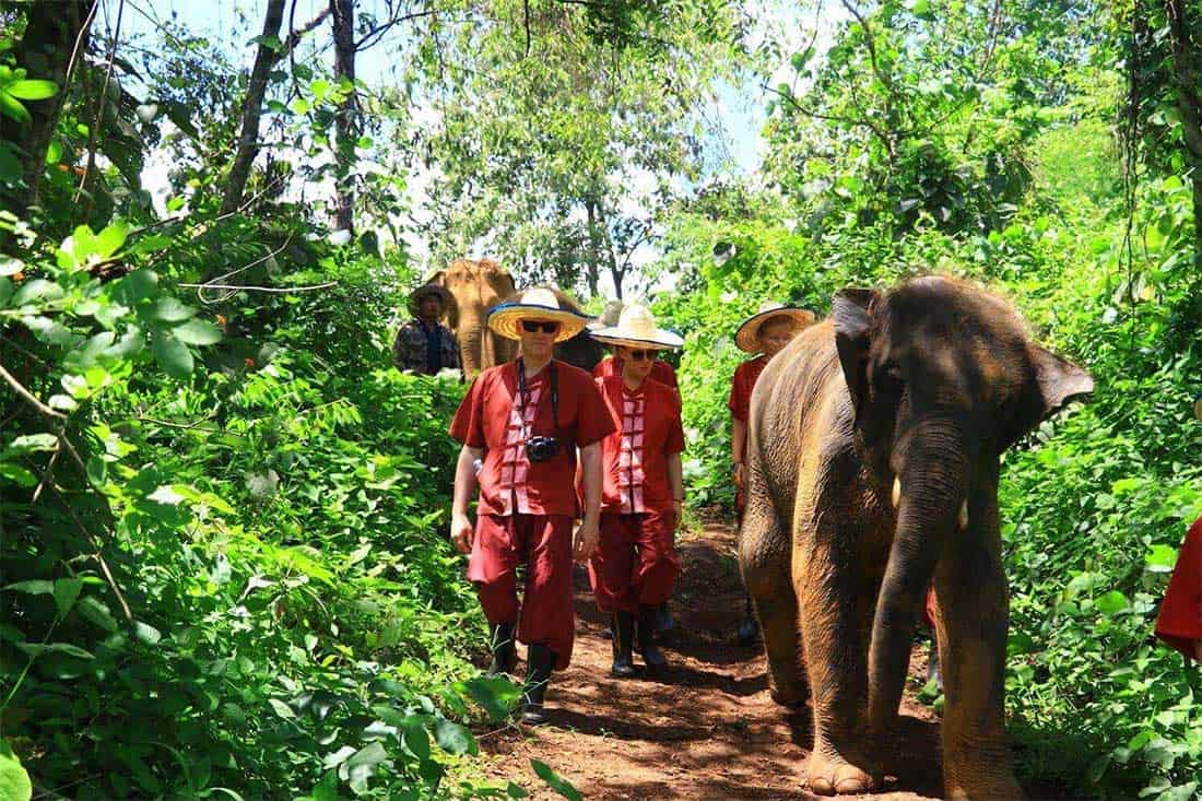 Marche avec les elephants dans la jungle