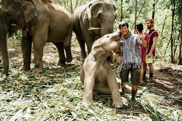 Faut il faire un trek avec les elephants a Chiang Mai