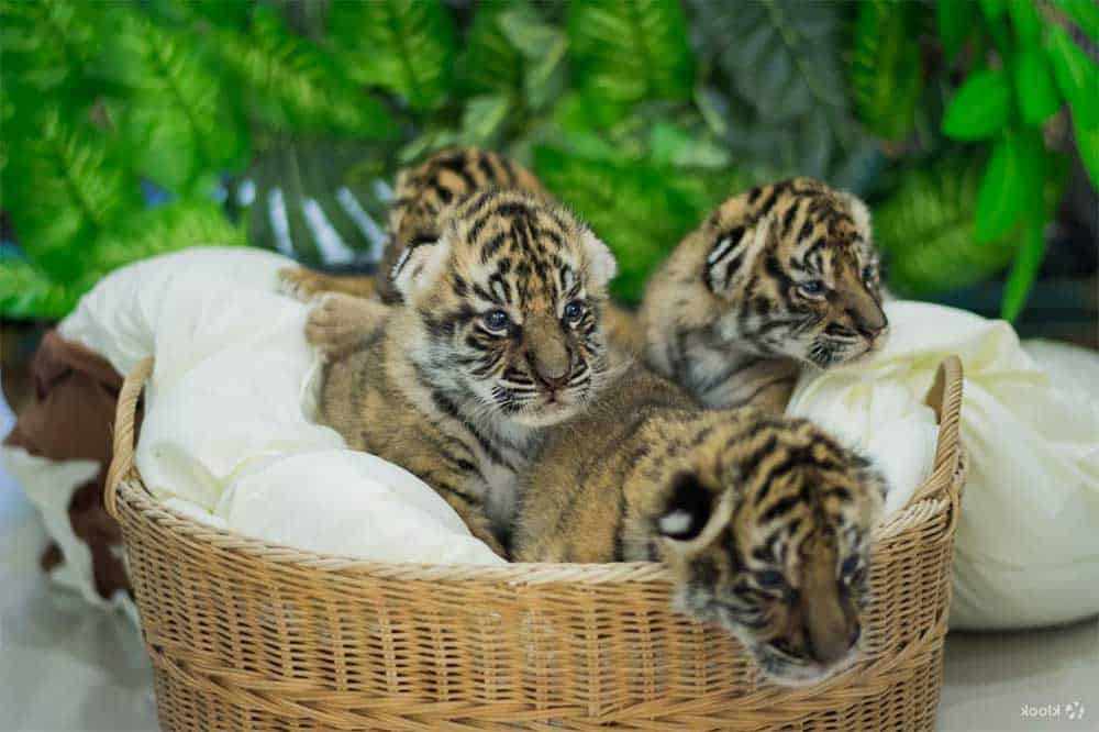 bébés tigres au Tiger Kingdom