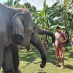 Excursion au sanctuaire d'elephants Karen Elephant avec guide francophone
