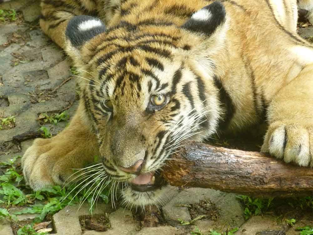 jeune tigre au tiger kingdom chiang mai