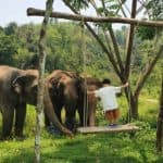Karen elephant - sanctuaire d'éléphants à Chiang Mai