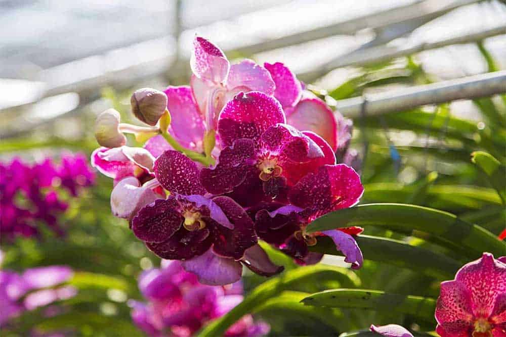 Une orchidée parmi des milliers d'autres - Chiang Mai