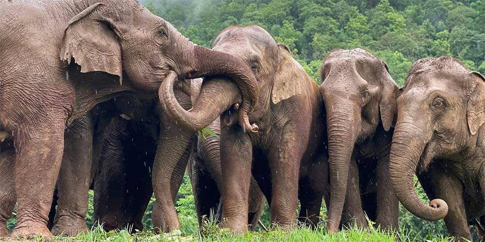 conservation des elephants - elephant nature park