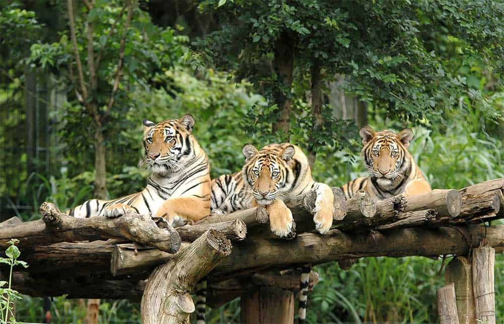 Tigres au zoo de Chiang Mai