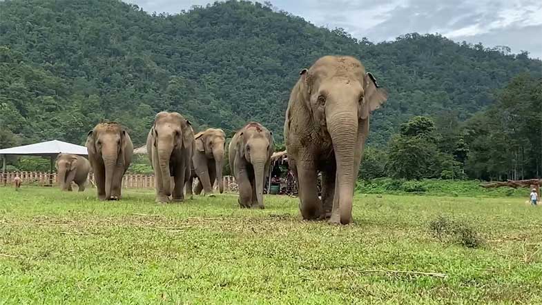 Sanctuaires d'éléphants de Chiang Mai