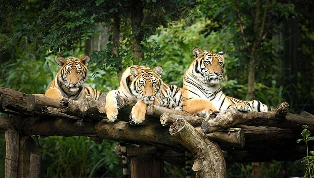 tigres au chiang mai night safari